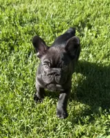 Rabbit, a male French Bulldog for sale in Stanchfield, MN – 5 of 5