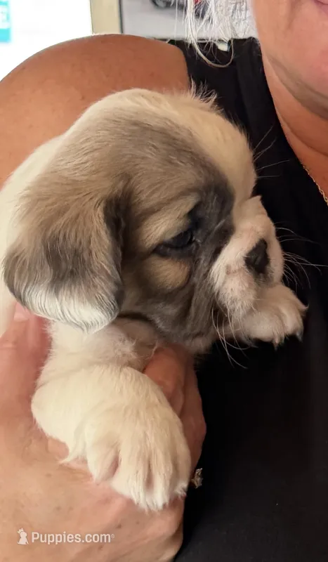 White fluffy boy  – French Bulldog puppy for sale in Stanchfield, MN