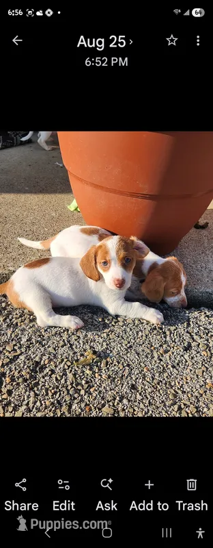 Pup 5 – Jack Russell Terrier, Dachshund puppy for sale in Sonora, KY