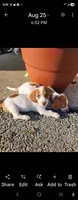 Pup 5, a male Jack Russell Terrier and Dachshund for sale in Sonora, KY – 1 of 1