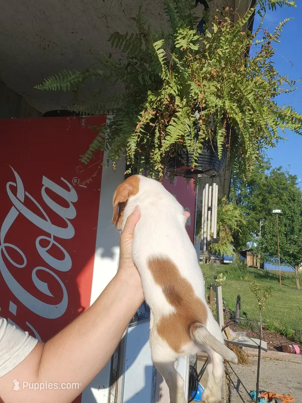 Pup 2 – Jack Russell Terrier, Dachshund puppy for sale in Sonora, KY