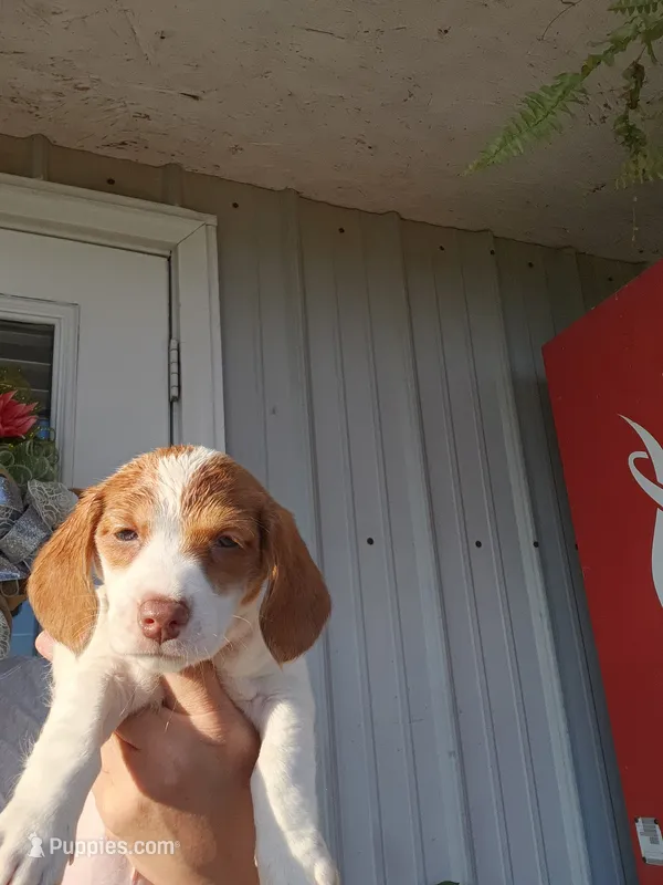Pup 1 – Jack Russell Terrier, Dachshund puppy for sale in Sonora, KY