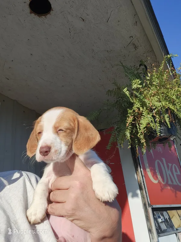 Pup 4 – Jack Russell Terrier, Dachshund puppy for sale in Sonora, KY