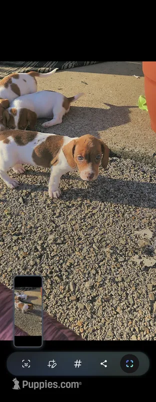 Pup 3 – Jack Russell Terrier, Dachshund puppy for sale in Sonora, KY