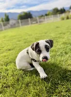 Cowboy, a male French Bulldog and Black Mouth Cur for sale in Reno, NV – 6 of 6