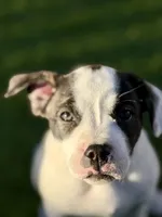 Cowgirl, a female French Bulldog and Black Mouth Cur for sale in Reno, NV – 6 of 8