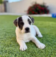 Cowgirl, a female French Bulldog and Black Mouth Cur for sale in Reno, NV – 7 of 8