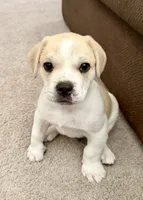 DJ, a male French Bulldog and Black Mouth Cur for sale in Reno, NV – 1 of 4