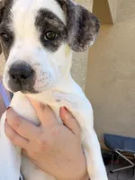 Cowboy, a male French Bulldog and Black Mouth Cur for sale in Reno, NV – 2 of 6