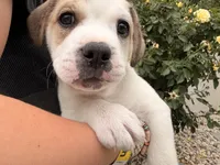 Bug, a male French Bulldog and Black Mouth Cur for sale in Reno, NV – 2 of 8