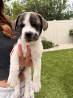 Scar, a female French Bulldog and Black Mouth Cur for sale in Reno, NV – 2 of 4
