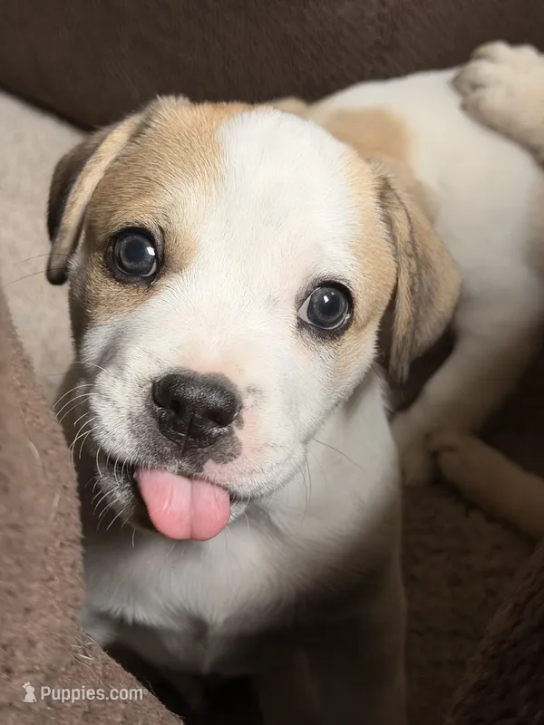 DJ – French Bulldog, Black Mouth Cur puppy for sale in Reno, NV