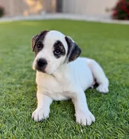Cowgirl, a female French Bulldog and Black Mouth Cur for sale in Reno, NV – 4 of 8