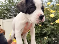 Cowgirl, a female French Bulldog and Black Mouth Cur for sale in Reno, NV – 3 of 8