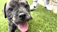 Bear, a male French Bulldog and Black Mouth Cur for sale in Reno, NV – 5 of 6