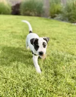 Cowboy, a male French Bulldog and Black Mouth Cur for sale in Reno, NV – 5 of 6