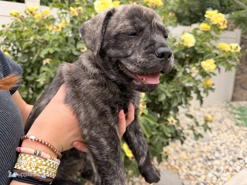 Bear – French Bulldog, Black Mouth Cur puppy for sale in Reno, NV