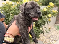 Bear, a male French Bulldog and Black Mouth Cur for sale in Reno, NV – 1 of 6