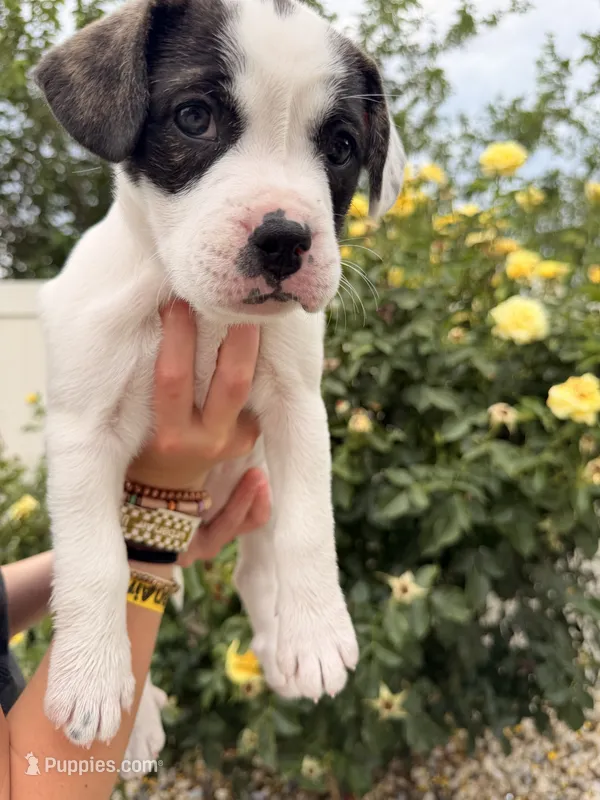 Cowgirl – French Bulldog, Black Mouth Cur puppy for sale in Reno, NV