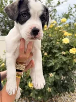 Cowgirl, a female French Bulldog and Black Mouth Cur for sale in Reno, NV – 1 of 8