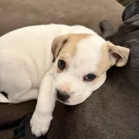 Bug, a male French Bulldog and Black Mouth Cur for sale in Reno, NV – 7 of 8