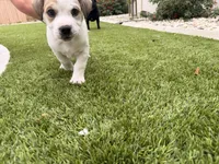 Bug, a male French Bulldog and Black Mouth Cur for sale in Reno, NV – 5 of 8