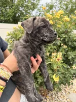Bear, a male French Bulldog and Black Mouth Cur for sale in Reno, NV – 2 of 6