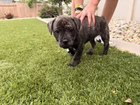 Bear, a male French Bulldog and Black Mouth Cur for sale in Reno, NV – 6 of 6