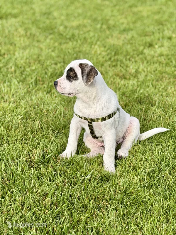 Cowboy – French Bulldog, Black Mouth Cur puppy for sale in Reno, NV