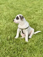 Cowboy, a male French Bulldog and Black Mouth Cur for sale in Reno, NV – 1 of 6