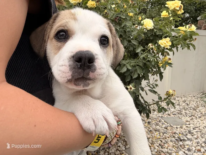 Bug – French Bulldog, Black Mouth Cur puppy for sale in Reno, NV