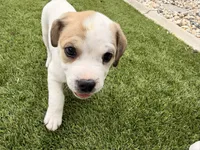 Bug, a male French Bulldog and Black Mouth Cur for sale in Reno, NV – 6 of 8
