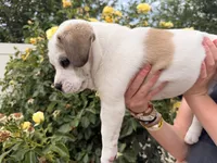 Bug, a male French Bulldog and Black Mouth Cur for sale in Reno, NV – 4 of 8