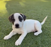 Cowgirl, a female French Bulldog and Black Mouth Cur for sale in Reno, NV – 5 of 8
