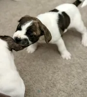 Scar, a female French Bulldog and Black Mouth Cur for sale in Reno, NV – 4 of 4