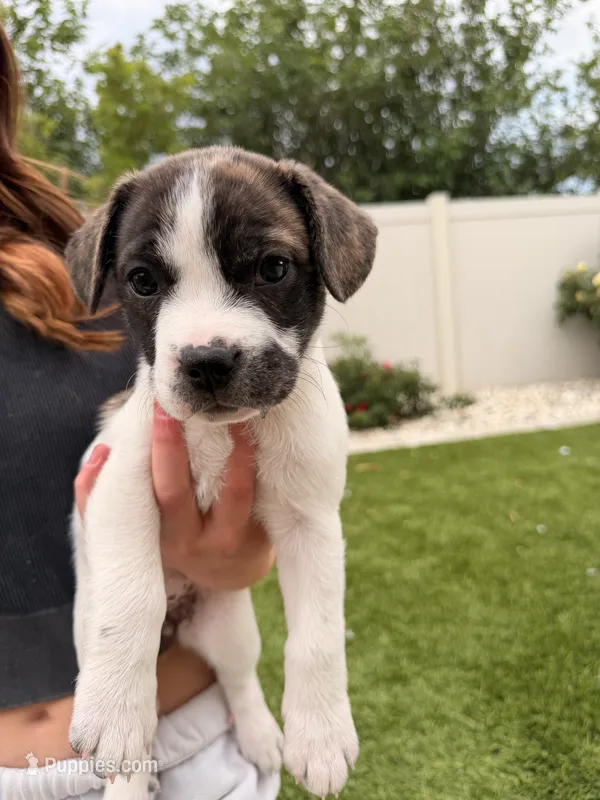 Scar – French Bulldog, Black Mouth Cur puppy for sale in Reno, NV