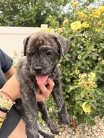 Bear, a male French Bulldog and Black Mouth Cur for sale in Reno, NV – 3 of 6