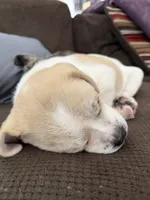 DJ, a male French Bulldog and Black Mouth Cur for sale in Reno, NV – 3 of 4