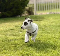 Cowboy, a male French Bulldog and Black Mouth Cur for sale in Reno, NV – 4 of 6