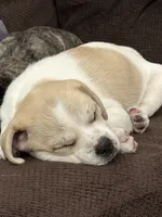 DJ, a male French Bulldog and Black Mouth Cur for sale in Reno, NV – 2 of 4