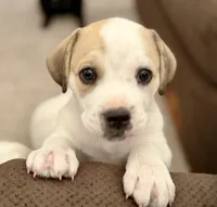 Bug, a male French Bulldog and Black Mouth Cur for sale in Reno, NV – 3 of 8