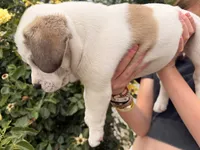 Bug, a male French Bulldog and Black Mouth Cur for sale in Reno, NV – 8 of 8