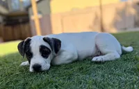Cowgirl, a female French Bulldog and Black Mouth Cur for sale in Reno, NV – 8 of 8
