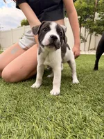 Scar, a female French Bulldog and Black Mouth Cur for sale in Reno, NV – 3 of 4