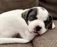 Cowgirl, a female French Bulldog and Black Mouth Cur for sale in Reno, NV – 2 of 8