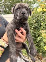 Bear, a male French Bulldog and Black Mouth Cur for sale in Reno, NV – 4 of 6