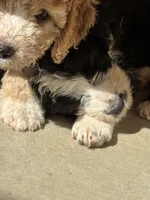 De-Oh-Gi(Dog), a male Old English Sheepdog and Bernedoodle for sale in Sheridan, CA – 4 of 7