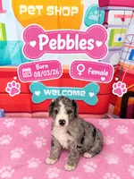 Pebbles, a female Old English Sheepdog and Bernedoodle for sale in Sheridan, CA – 1 of 1