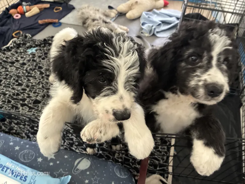De-Oh-Gi(Dog) – Old English Sheepdog, Bernedoodle puppy for sale in Sheridan, CA