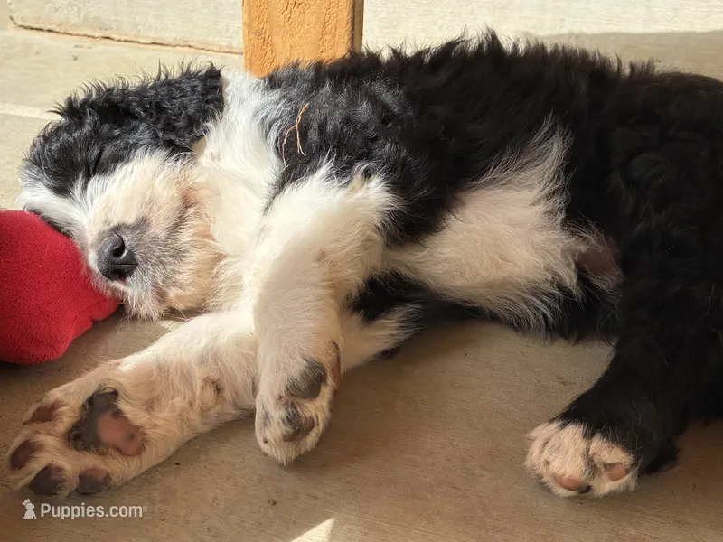 De-Oh-Gi(Dog) – Old English Sheepdog, Bernedoodle puppy for sale in Sheridan, CA